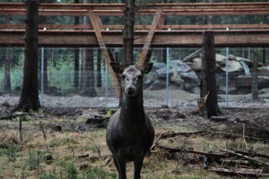 Impressionen_Wildpark_13