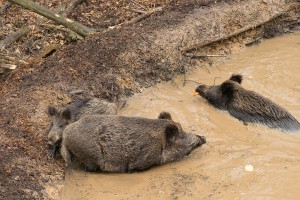 Impressionen_Wildpark_14