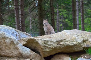 Impressionen_Wildpark_22