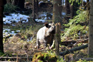 Impressionen_Wildpark_6