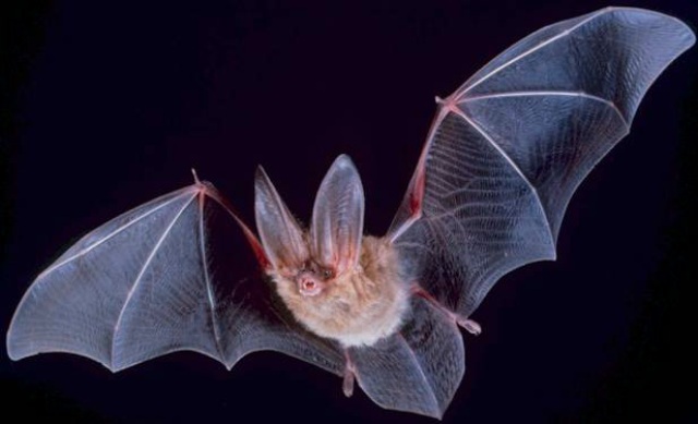 Fledermaus