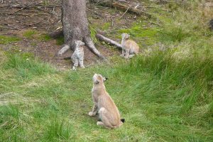 Luchs Elterntier mit Nachwuchs