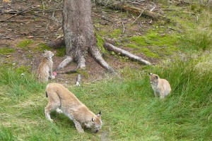 Luchs Elterntier mit Nachwuchs